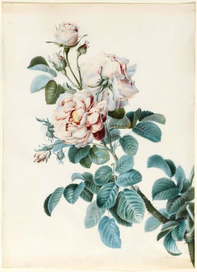 Damask Rose by C. M. Bucher